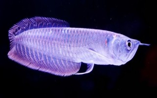 怎么給銀龍魚喂食，建議每天投喂三至四次
