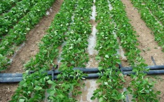 登科8號大豆品種簡介，低肥力地塊2.2萬株/畝