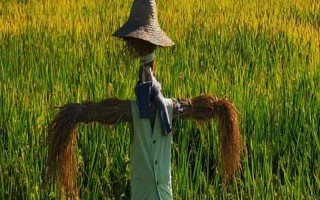 驅(qū)趕野雞的方法，懸掛彩帶可以讓野雞不敢輕易靠近