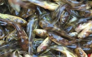 黃骨魚苗的價格，通常在10-20元一斤左右