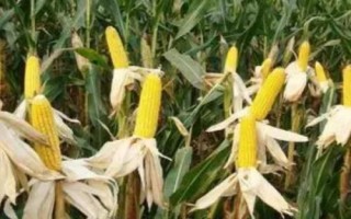 遼作1號(hào)玉米種簡(jiǎn)介，平均生育期131天