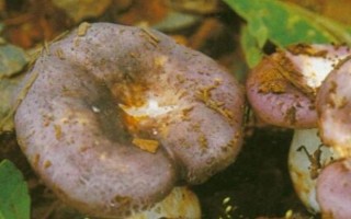 平菇銹斑病怎么防治，需通風降濕、噴施石灰水或漂白粉溶液