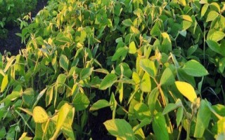 受歡迎的大豆品種有哪些，常見的有中黃35、中黃301等