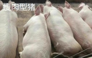 有哪些瘦肉型豬品種，長白豬、大白豬、杜洛克豬均是廋肉型
