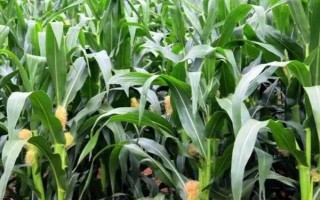 興隆118玉米種子介紹，苗肥每畝施尿素8公斤