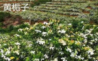 春季適合種什么藥材，需結(jié)合當(dāng)?shù)氐耐寥?、氣候等條件進(jìn)行