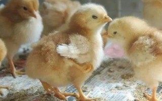 小雞可以吃的食物有哪些，可飼喂煮熟的大米或小米