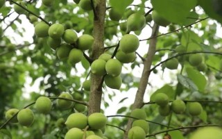 廣東汕尾的特產(chǎn)，有陸河青梅、陸河木瓜等