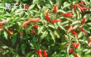 種植100畝朝天椒的利潤，大概為65-80萬元左右