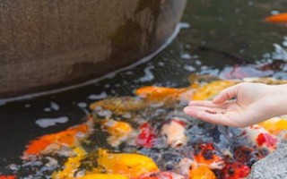 金魚冬天多久喂食一次，根據(jù)水溫的變化來(lái)調(diào)節(jié)喂食頻率