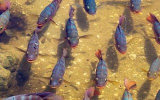 馬鯛魚好不好養(yǎng)，要求較高不易飼養(yǎng)