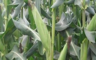 冠粒601玉米種子介紹，適宜播種期4月下旬至5月上旬