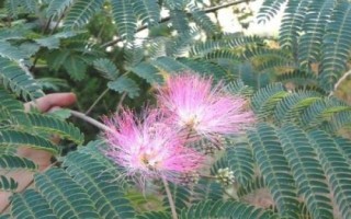 合歡花的產(chǎn)地，我國的東北、華南及西南等地都有種植