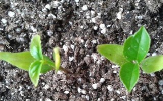 桂花怎么養(yǎng)護(hù)才可以更旺盛，每隔一周澆水1-2次