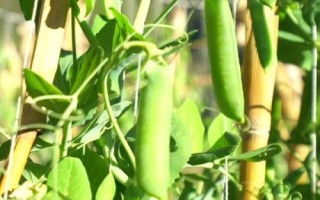 水果豌豆什么時(shí)候種植，9月份中旬開(kāi)始播種