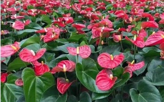 紅掌的花語是什么，寓意大展宏圖、熱情等