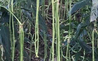 何時(shí)種植長豆角，以4-5月份為宜