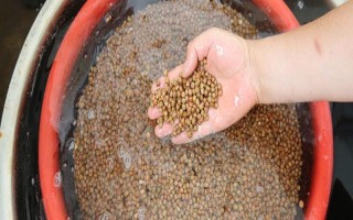 有機(jī)蔬菜種子怎么浸種催芽，用溫水浸泡后再放入容器中并覆蓋濕毛巾