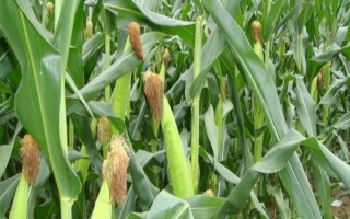 雙玉青貯5號玉米種子特征特性