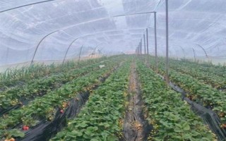一畝大棚草莓的利潤(rùn)多少，頭年利潤(rùn)大約為17000元左右