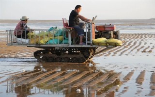 海瓜子怎么養(yǎng)殖，排干水塘再將種苗均勻撒在塘面上
