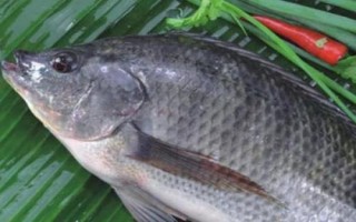 海夕魚鉤簡(jiǎn)介，是黑坑或競(jìng)技釣常用的鉤型