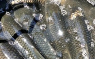 水庫草魚一年能長多少斤，一年的時間可以長到3斤以上