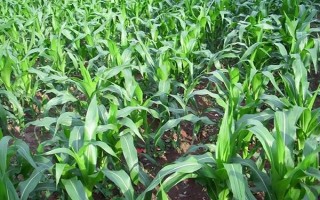 隆平943玉米品種的特性，4月下旬至5月上旬播種