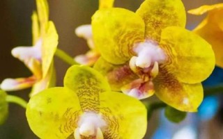 黃蝴蝶蘭的花語，寓意活潑可愛、飛向幸福等