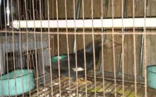 八哥鳥的飼養(yǎng)方法，選擇易馴的頭窩幼鳥為佳
