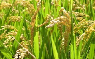 豐兩優(yōu)香一號水稻種子簡介，每畝有效穗數(shù)16.2萬穗