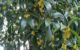 怎么修剪桂花樹才能讓它矮化，在幼樹時(shí)期打頂可以控制株高