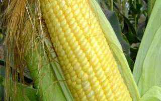 鑫滿倉663玉米種子特征特性，該品種幼苗期第一葉鞘紫色