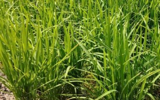 荃廣優(yōu)巴斯香占水稻種簡介，全生育期150.3天