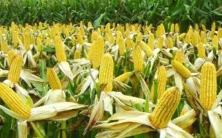 DH918玉米種子特征特性，中抗穗腐病