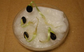西瓜種子的催芽方法，可裹泥發(fā)芽、晾曬發(fā)芽等