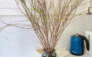 干枝雪柳要不要噴水，在生長(zhǎng)期間需經(jīng)常用噴壺往葉面噴水