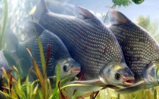 2.5號主線的拉力值，大概為5.1-6.1公斤