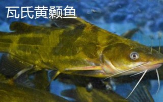 黃骨魚(yú)養(yǎng)多久才能上市，需養(yǎng)殖12-13個(gè)月才能售賣