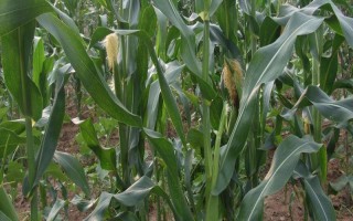 平玉8號(hào)玉米品種的特性，注意播種質(zhì)量及時(shí)間