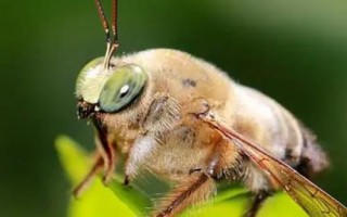 雄蜂出來后幾天起王臺，雄蜂出來后5-7天蜂群才開始修筑王臺