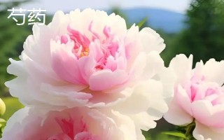 芍藥和牡丹的區(qū)別，植株高度和花期均不同