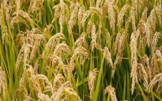 津稻328水稻種子介紹，其它病蟲草害防治同一般常規(guī)稻