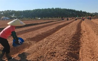 蘇子的產地，在我國主產于安徽、湖南、臺灣等省份