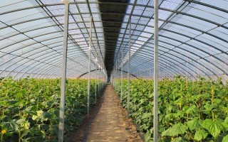大棚黃瓜不同情況下葉子的特征，棚溫低、土壤濕度大時(shí)葉較大且腫皺