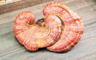 靈芝孢子粉的價格，一斤在380元以上