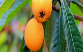 枇杷秋冬季的管理技術(shù)，需要用稻草或雜草將樹盤覆蓋