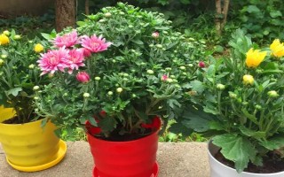 菊花要不要打頂，剪除頂端旺長(zhǎng)枝條才能促進(jìn)新枝萌發(fā)