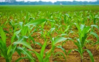 奎單3862玉米品種簡(jiǎn)介，種植密度建議3800株/畝