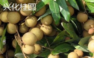 哪里產(chǎn)出的桂圓又甜又好吃，樓壩桂圓清甜可口深受消費(fèi)者歡迎